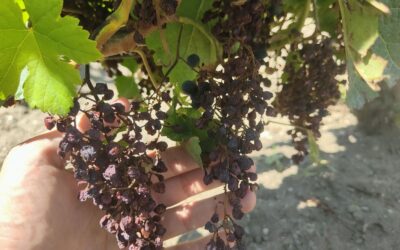Syndicat des Vignerons Indépendants salue ‘annonces fortes’ d’aides pour viticulteurs