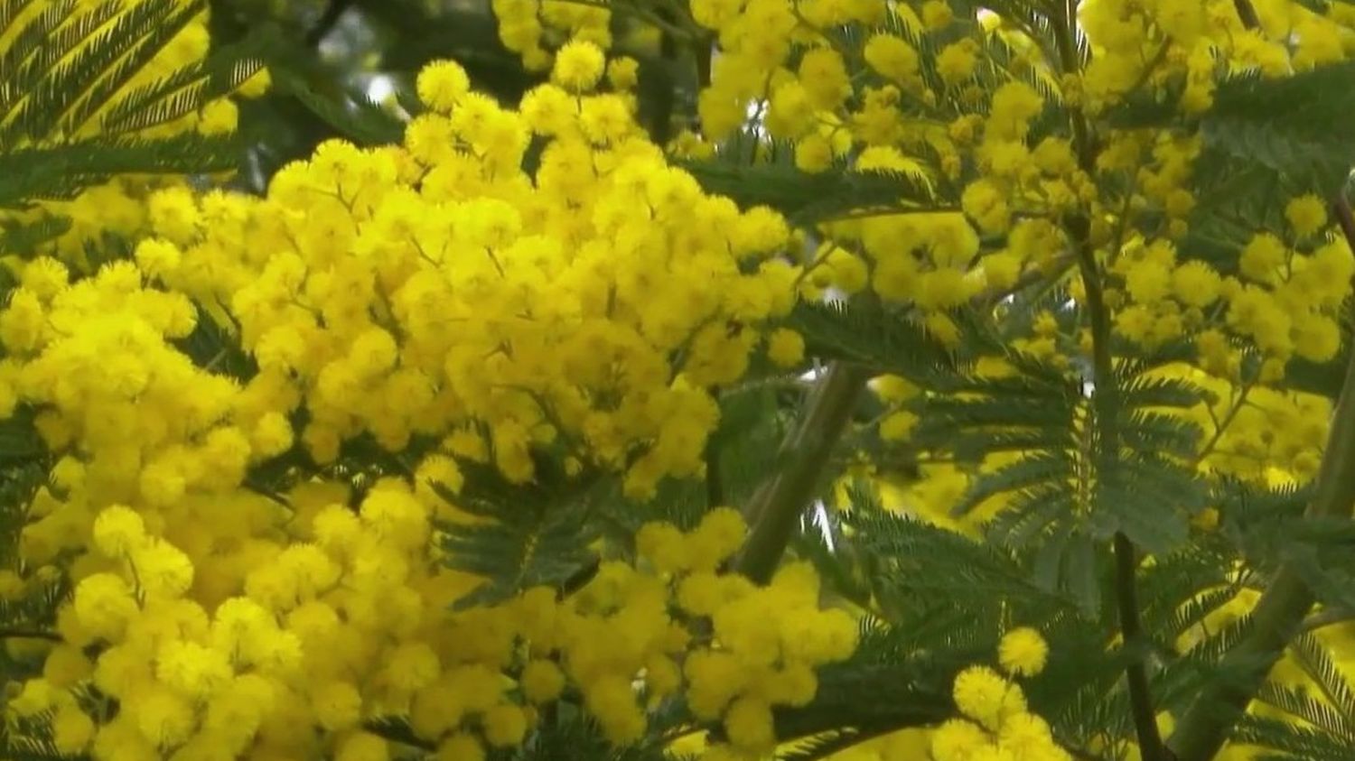 Var : le mimosa fait fleurir le soleil en hiver