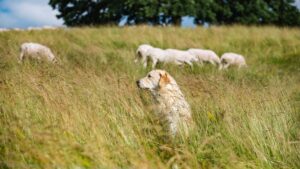 Abattre des chiens "errants, divagants ou malfaisant" est autorisé dans cinq communes de l'Aveyron