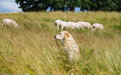 Abattage autorisé de chiens errants, divagants ou malfaisants dans 5 communes de l’Aveyron