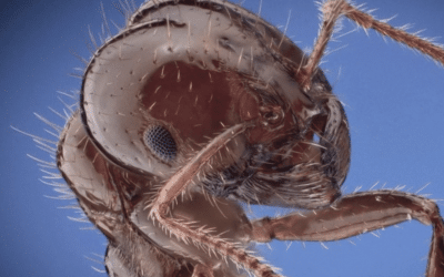Invasion des fourmis de feu en Sicile