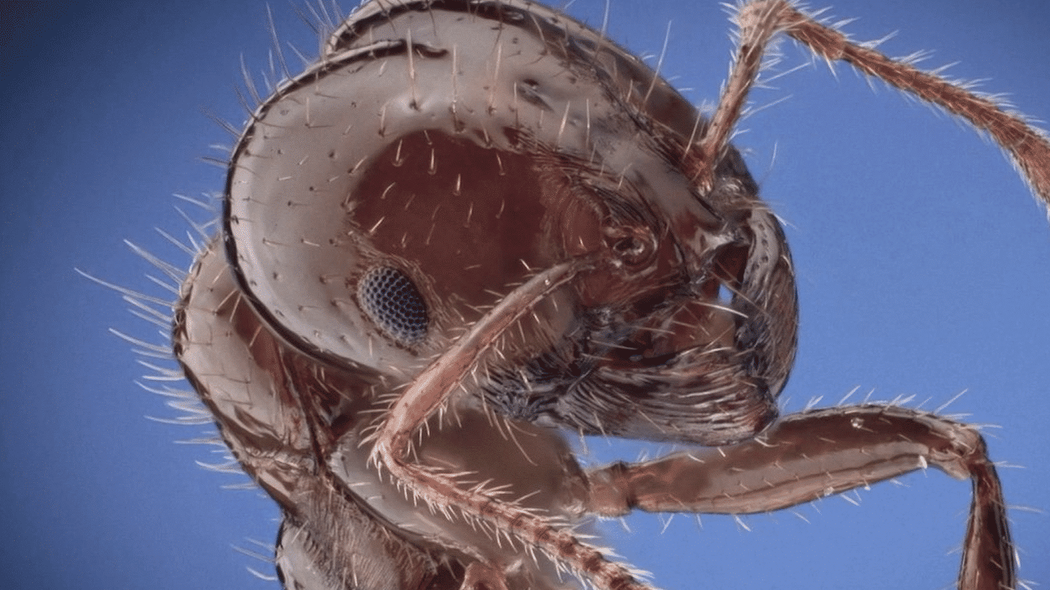 Sicile : l’invasion des fourmis de feu