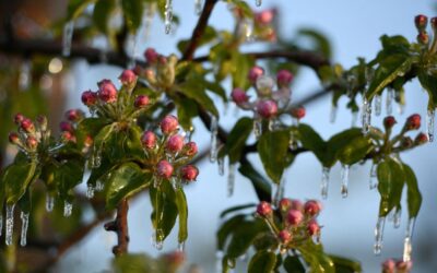 « Seuil critique » pour les pommiers et poires en Haute-Savoie suite à un gel tardif
